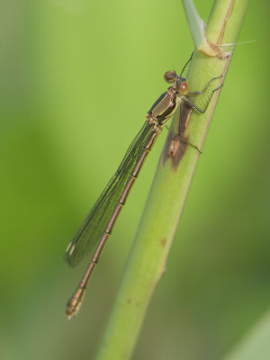 Lestes viridis - Green Emerald Damselfly