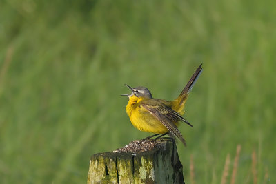 Motacilla flava - Blue-headed Wagtail