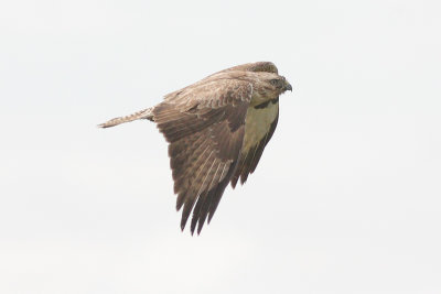 Buteo buteo - Common Buzzard