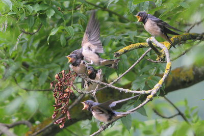 Hirundo rustica - Barn Swallow