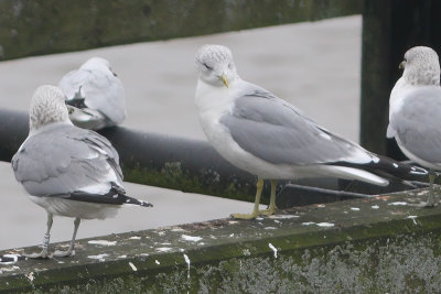 Stormmeeuw