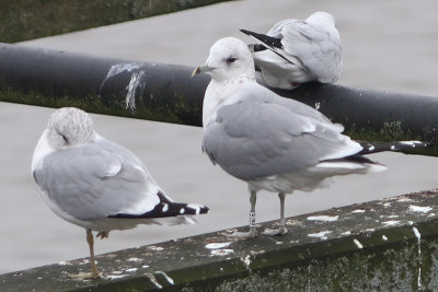 Common Gull W[E8LS] heinei