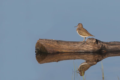 Actitis hypoleucos - Common Sandpiper