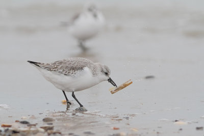 Calidris alba - Sanderling