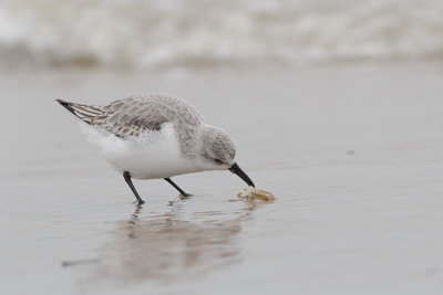 Calidris alba - Sanderling