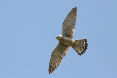 Falco tinnunculus - Common Kestrel