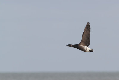 Branta nigricans - Black Brent