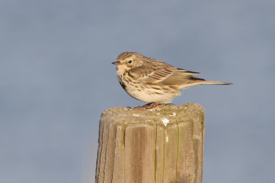 Anthus pratensis - Meadow Pipit