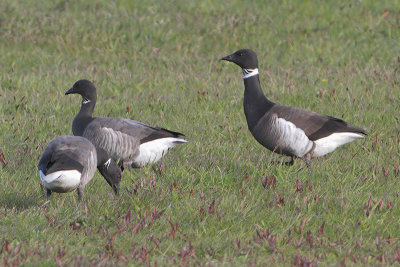 Branta nigricans - Black Brent