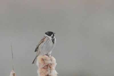 Emberiza schoeniclus - Common Reed Bunting