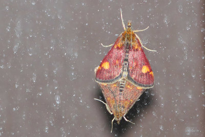 Pyrausta aurata - Mint Moth