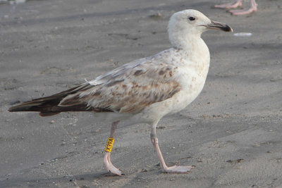 Caspian Gull Y[X39A]