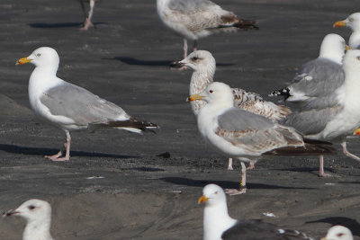 Caspian Gull Y[PA87]