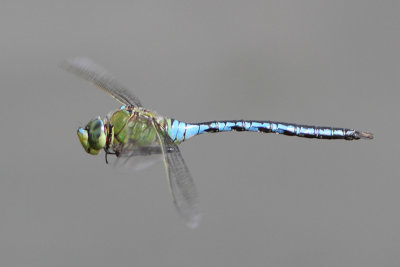 Anax imperator - Blue Emperor