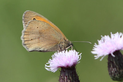 Maniola jurtina - Meadow Brown
