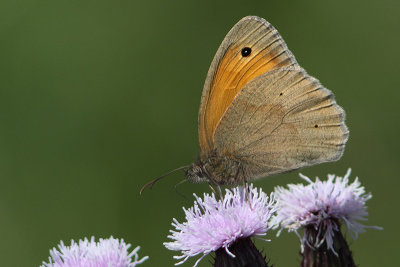 Maniola jurtina - Meadow Brown