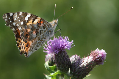 Vanessa cardui - Painted Lady