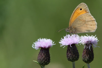 Maniola jurtina - Meadow Brown