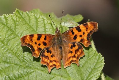 Polygonia c-album - Comma