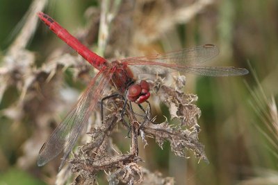 Sympetrum fonscolombii - Red-veined Darter