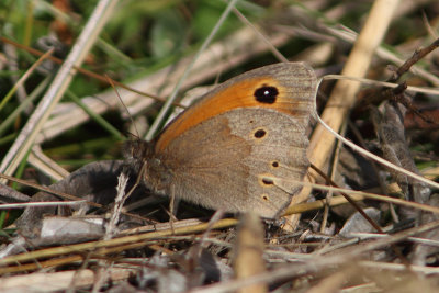 Maniola jurtina - Meadow Brown