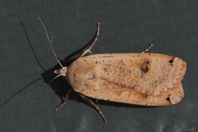 Noctua pronuba - Large Yellow Underwing