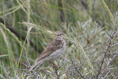 Anthus pratensis - Meadow Pipit