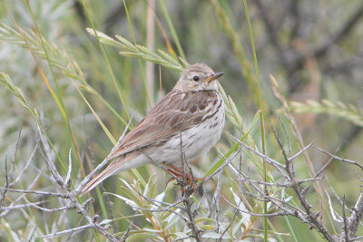 Anthus pratensis - Meadow Pipit