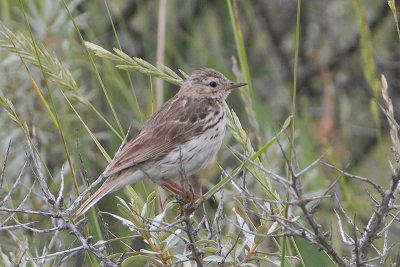 Anthus pratensis - Meadow Pipit
