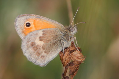 Coenonympha pamphilus - Small Heath