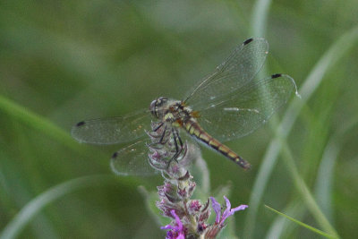 Sympectrum danae - Black Darter