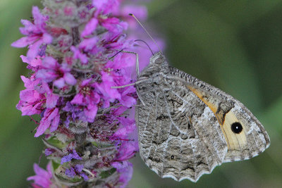 Hipparchia Semele - Grayling