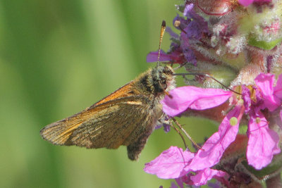Thymelicus lineola - Essex Skipper