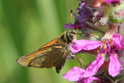 Thymelicus lineola - Essex Skipper