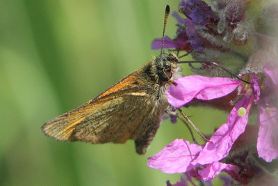 Thymelicus lineola - Essex Skipper