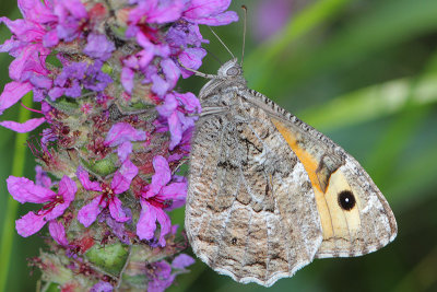 Hipparchia Semele - Grayling