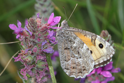 Hipparchia Semele - Grayling