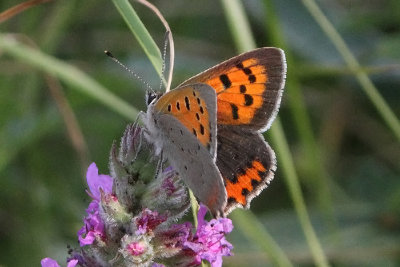 Lycaena phlaeas - Small Copper