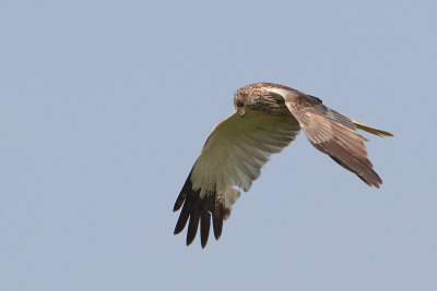 Circus aeruginosus - Western Marsh Harrier