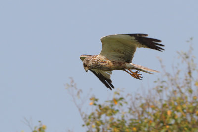 Circus aeruginosus - Western Marsh Harrier