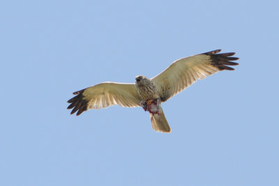 Circus aeruginosus - Western Marsh Harrier