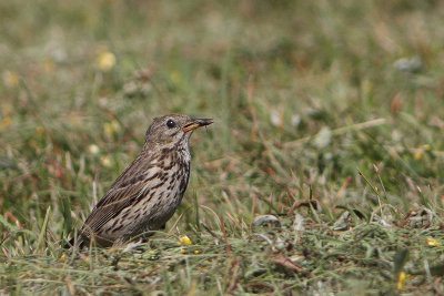 Anthus pratensis - Meadow Pipit