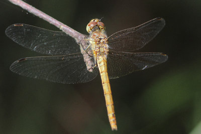 Sympetrum vulgatum - Moustached Darter