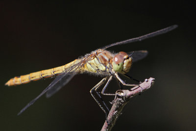 Sympetrum vulgatum - Moustached Darter