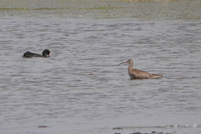 Numenius phaeopus - Whimbrel
