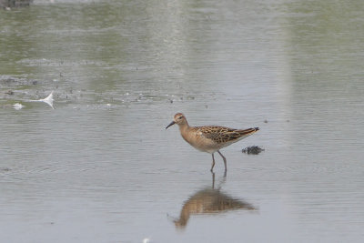 Philomachus pugnax - Ruff