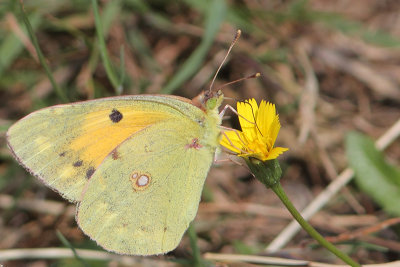 Colias crocea - Clouded Yellow