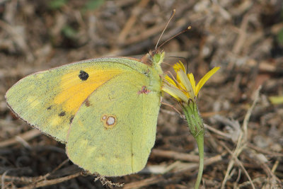 Colias crocea - Clouded Yellow