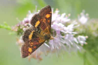 Pyrausta aurata - Mint Moth