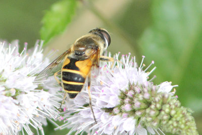 Eristalis horticola - Stripe-winged Dronefly